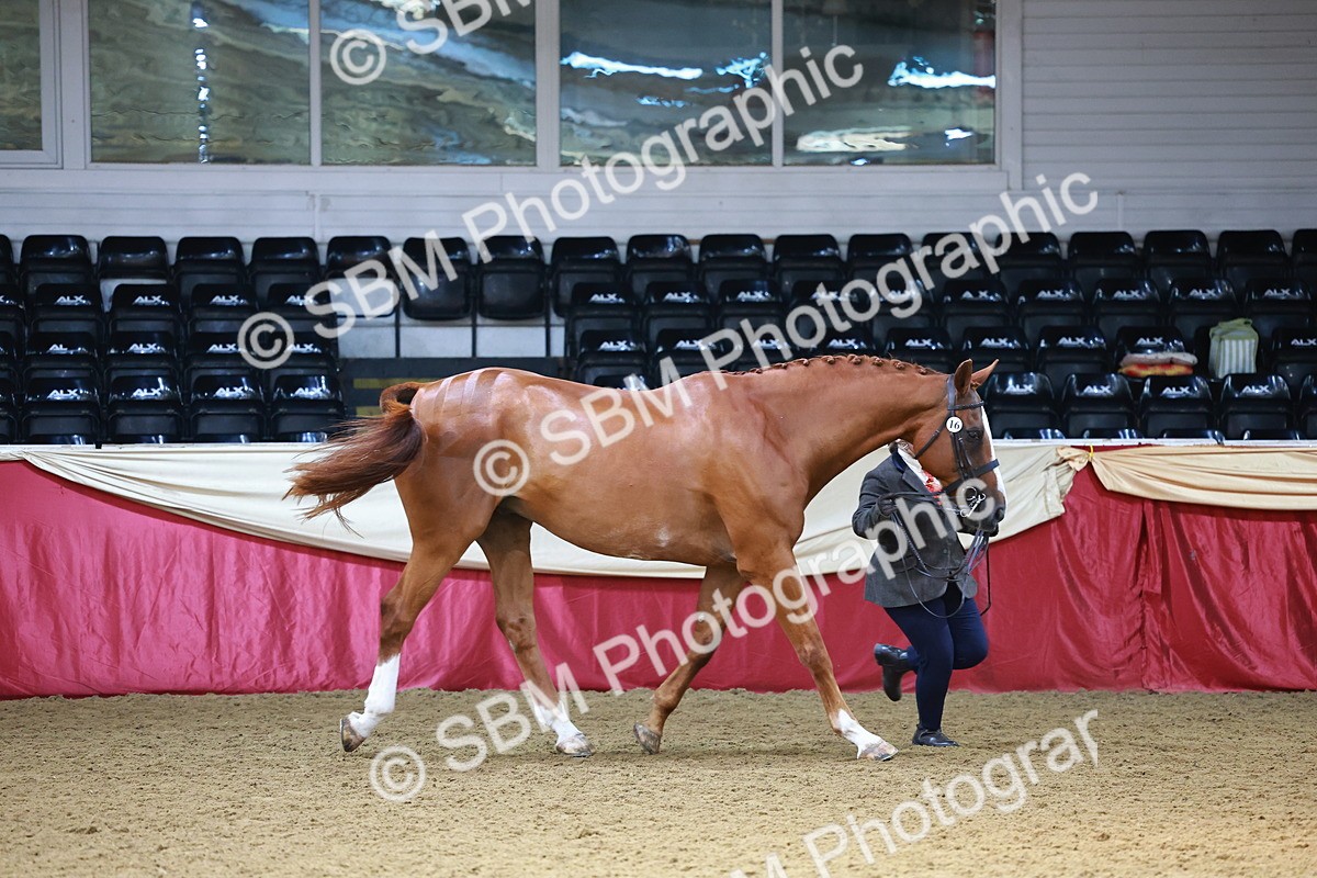 SBM_23088 - Class 903 - Supreme Final - IH Pre Vet