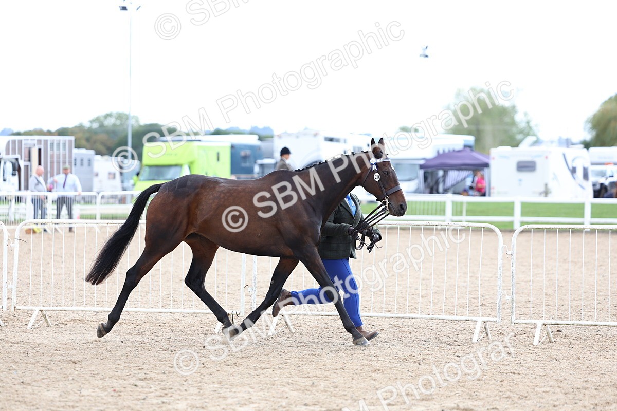 SBM_15269 - Class 313 - IH Retired Racehorse