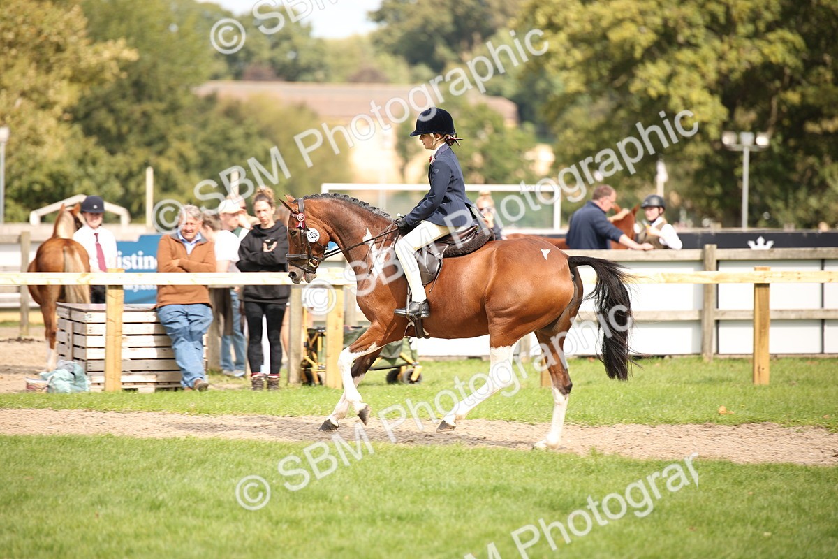 SBM_42319 - S13 - Pony Club Pony