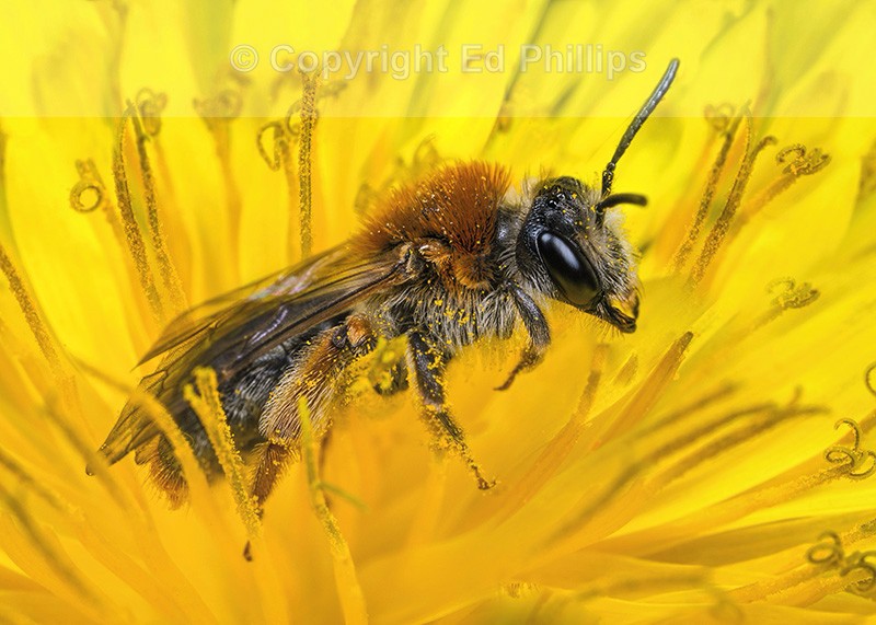 Andrena haemorrhoa (f)