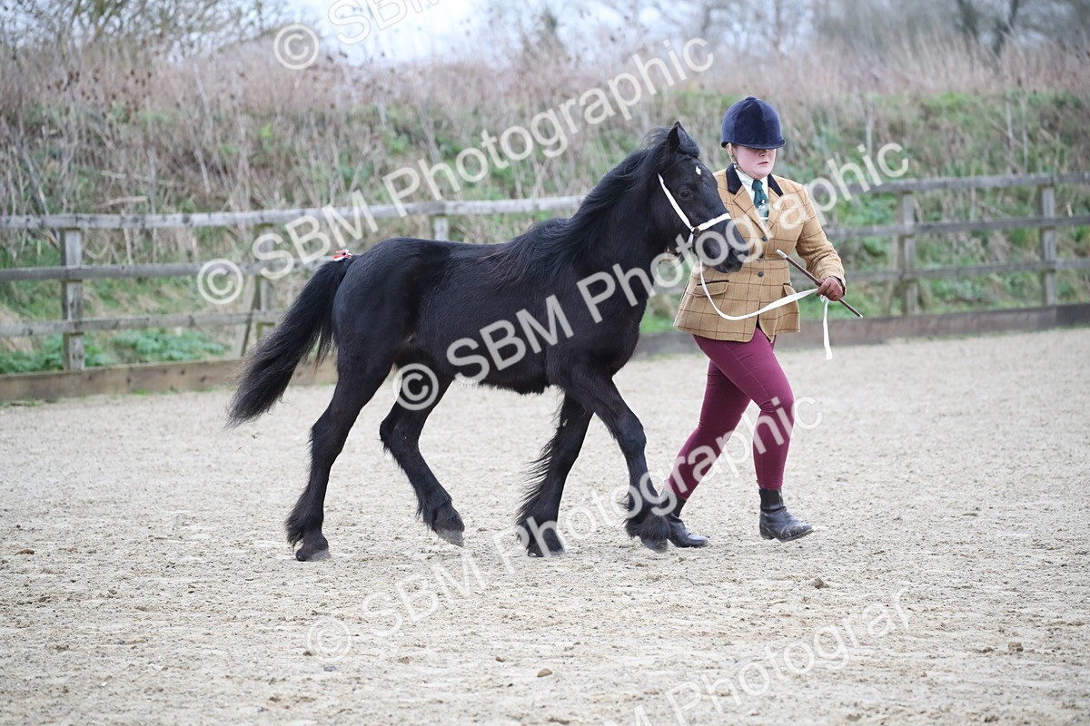 SBM_003982 - Class 1-4 - Young Stock classes Inc. In Hand Championship