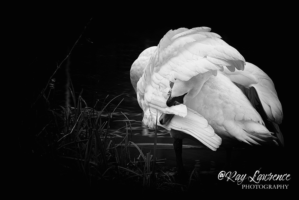 Wing Inspection_RLP0131 - Wildlife - Other