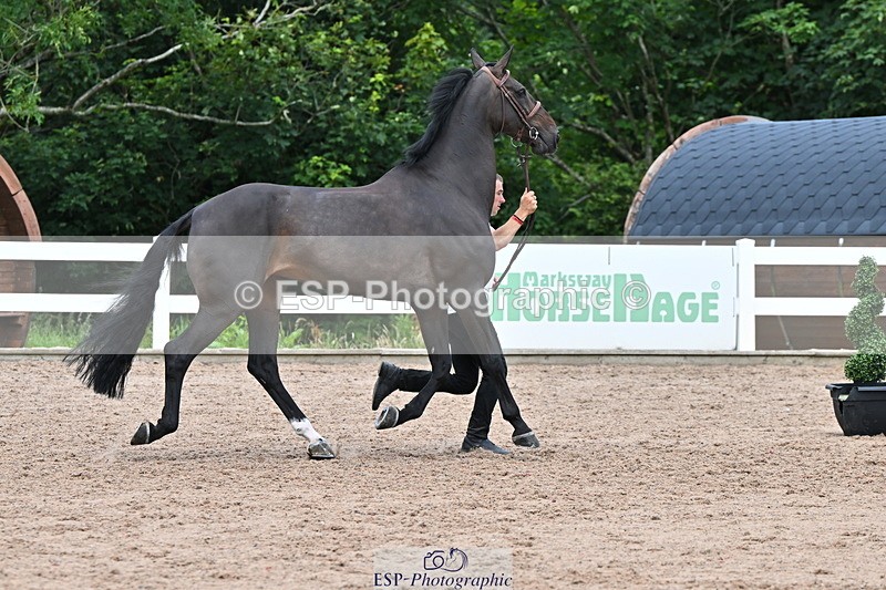 240718A-105322-01906 - Trot Up 2pm to 3pm - This folder is not in time order