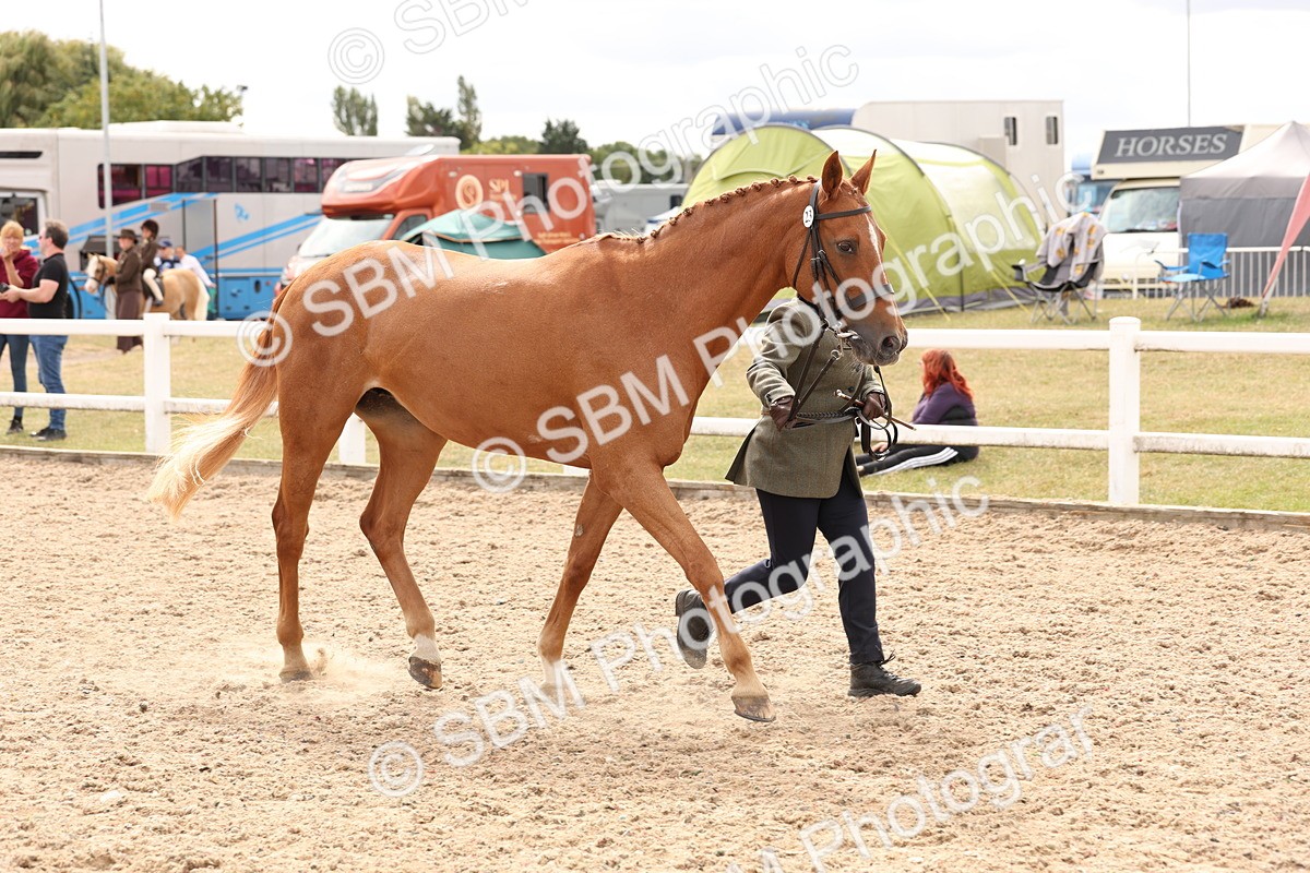 SBM_14680 - Class 208 - IH Veteran Horse