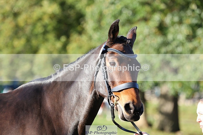 241027-084345-14779 - 362-Vicky.Stacey-HIGHDALE.AUTUMN.SUNRISE