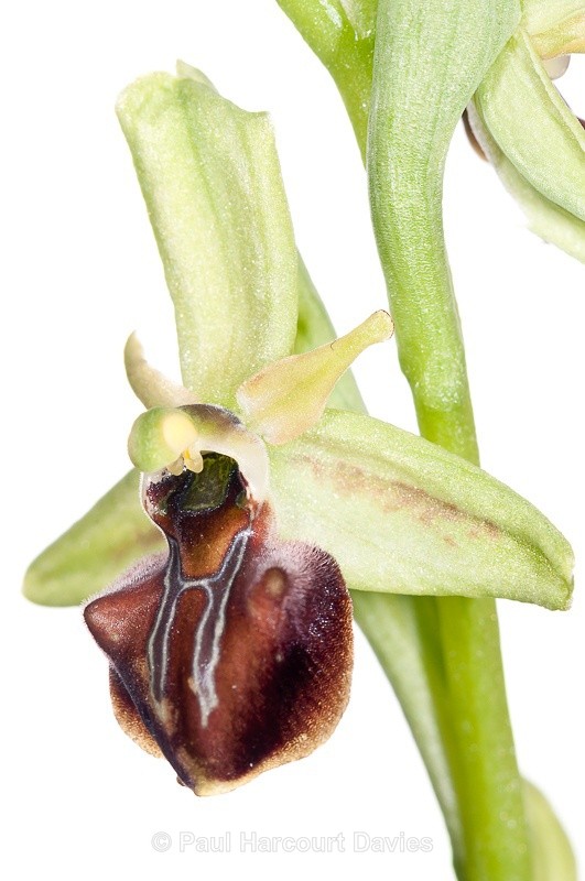  - WB: Orchids - Ophrys