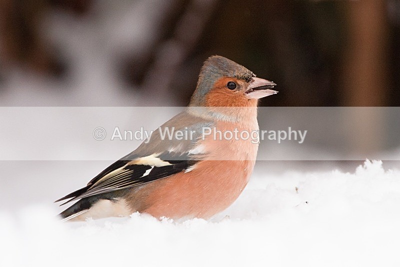 20100105-Garden 078 - Chaffinch