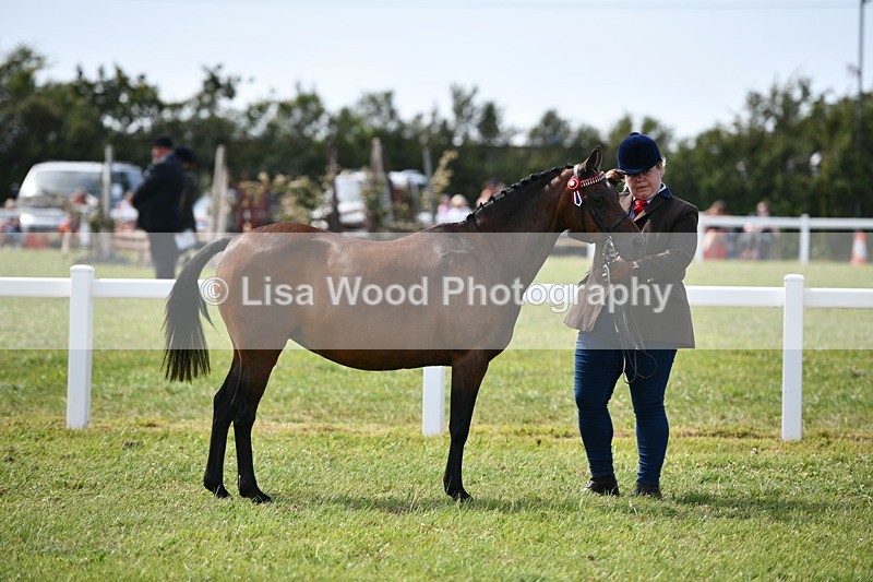 DSC_8277 - Class 68: Part Bred In Hand M & M