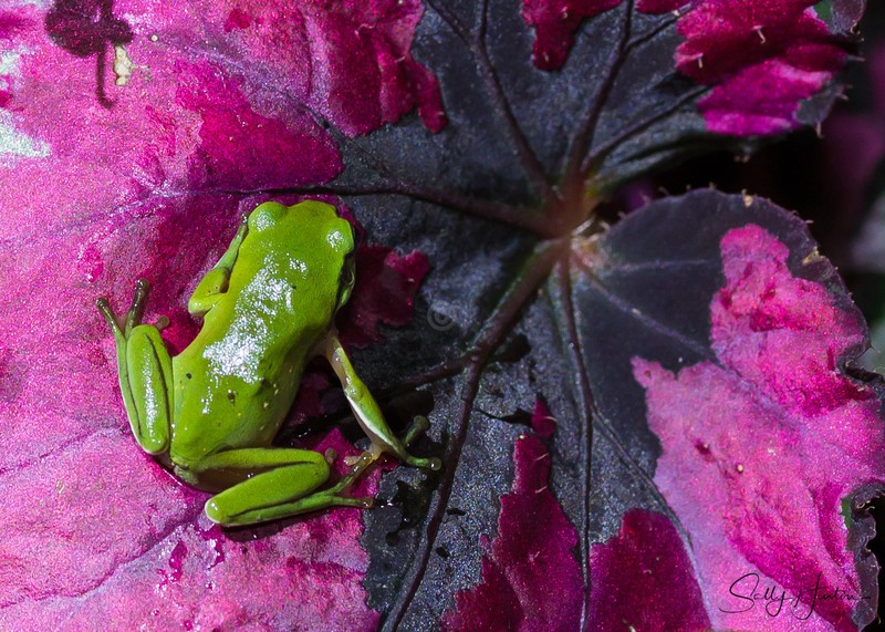 Frog with colour 3