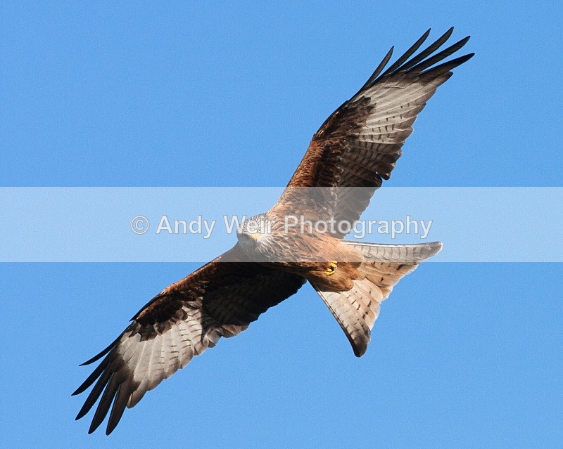 20100130-142 - Red Kite