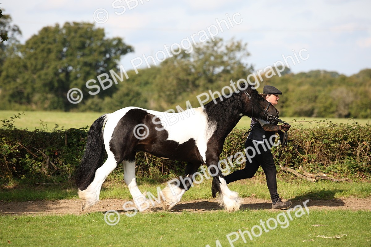 SBM_62199 - S55 - Traditional Cob In Hand