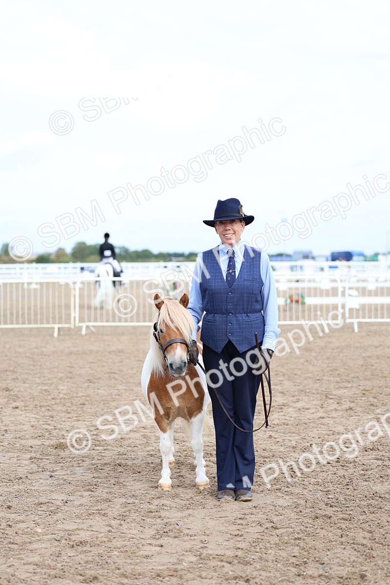 SBM_01854 - Class 18 - Handsomest Gelding - IH or Ridden