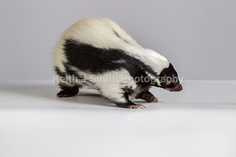 1KJS0223 - Roaming Reptile Show