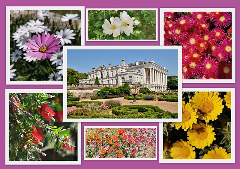 DE08 Beautiful flowers at Oldway - Special offer cards £1.25 each (minimum order 8). No extra postage
