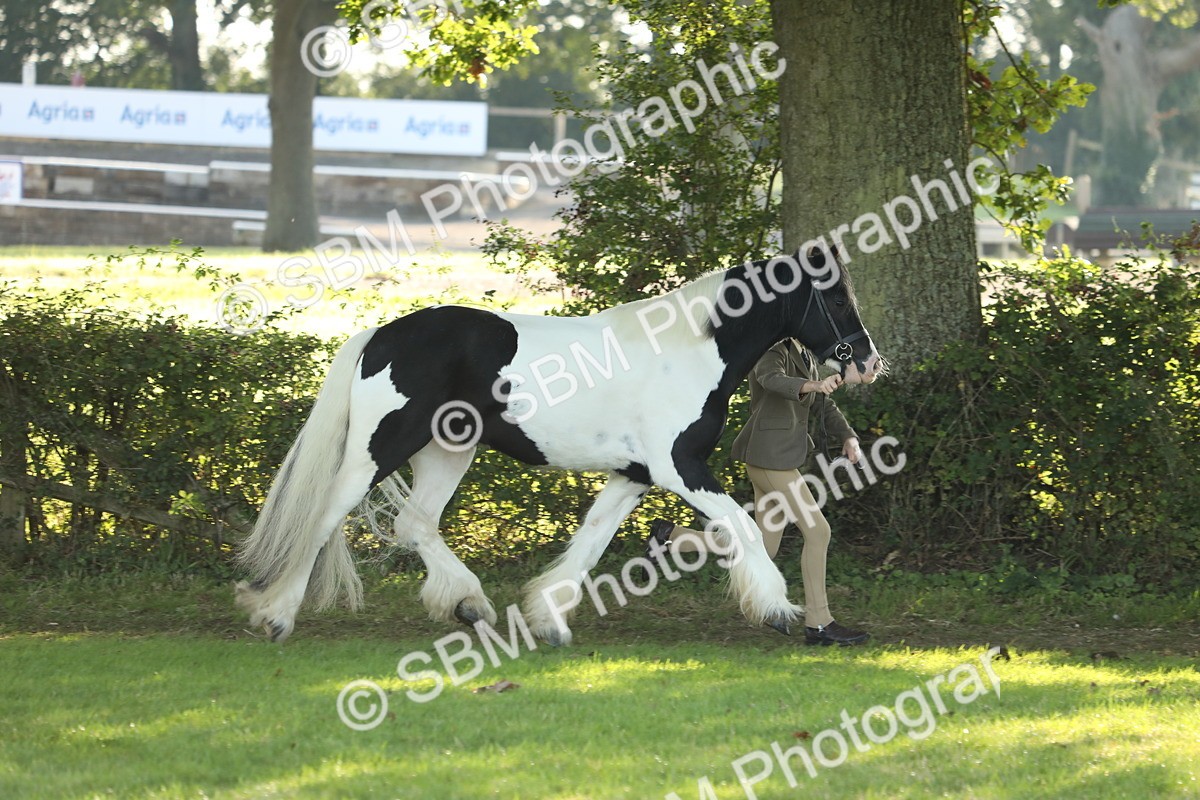 SBM_60877 - S43 - Coloured Pony In Hand