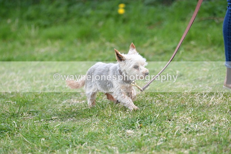 WJ5_0122 - Class 5 Best Veteran / 7 years & over