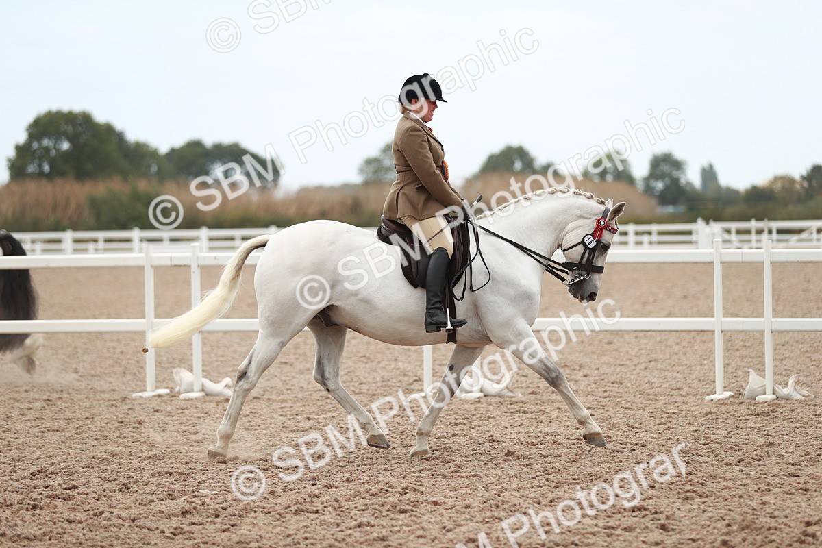 SBM_17652 - Class 215 Ridden Hack/ Riding Horse