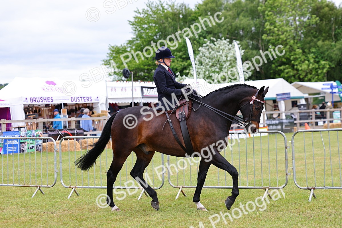 SBM_02903 - Class 9-11 Side Saddle including LIHS Rising Star Ladies Show Horse