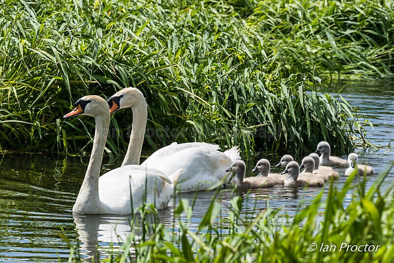 Mute Swans & Cygnets - Broad Water 2020 - No.10 - Nature
