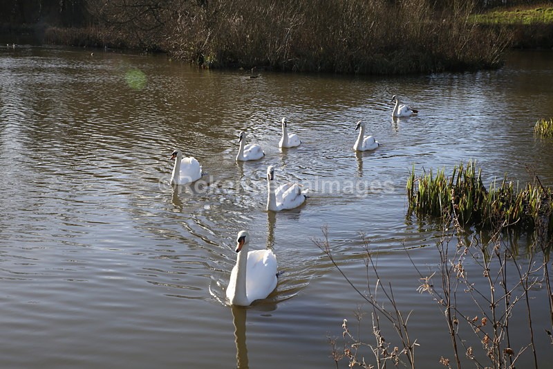  - Wildlife