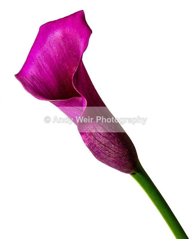 20140512-3K8A1253-2969 - Plants & Flowers