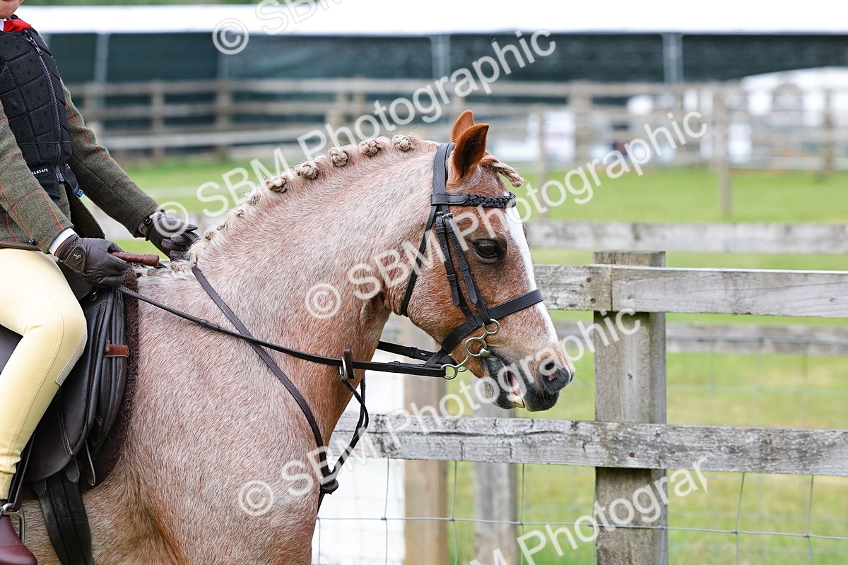 SBM_09620 - Class 44-45 - LIHS BSPS Open Nursery and Cradle Stakes