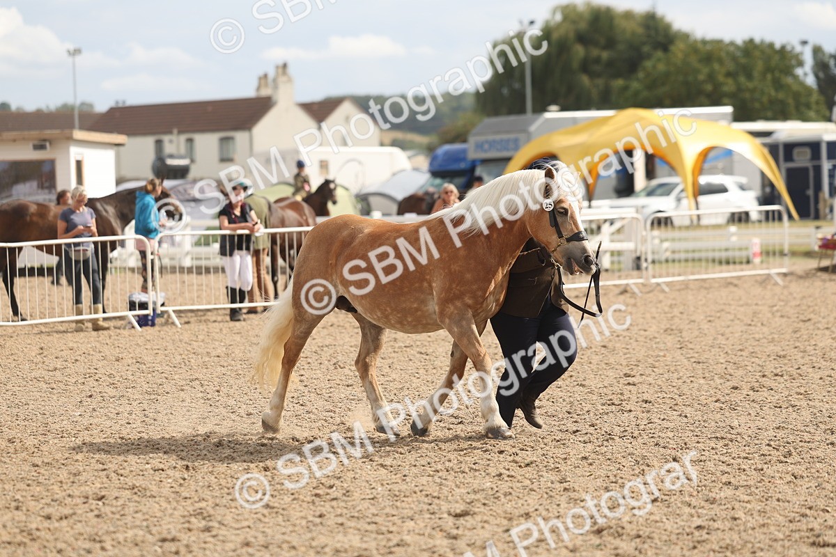 SBM_06882 - Class 25 - IH Foreign Breeds - Purebred