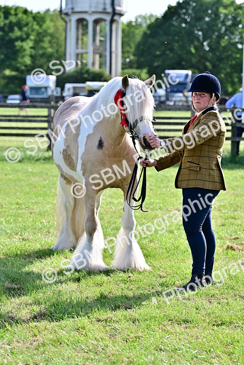 SBM_10153 - Class 63-65 - Traditional Gypsy Cobs In Hand & Ridden