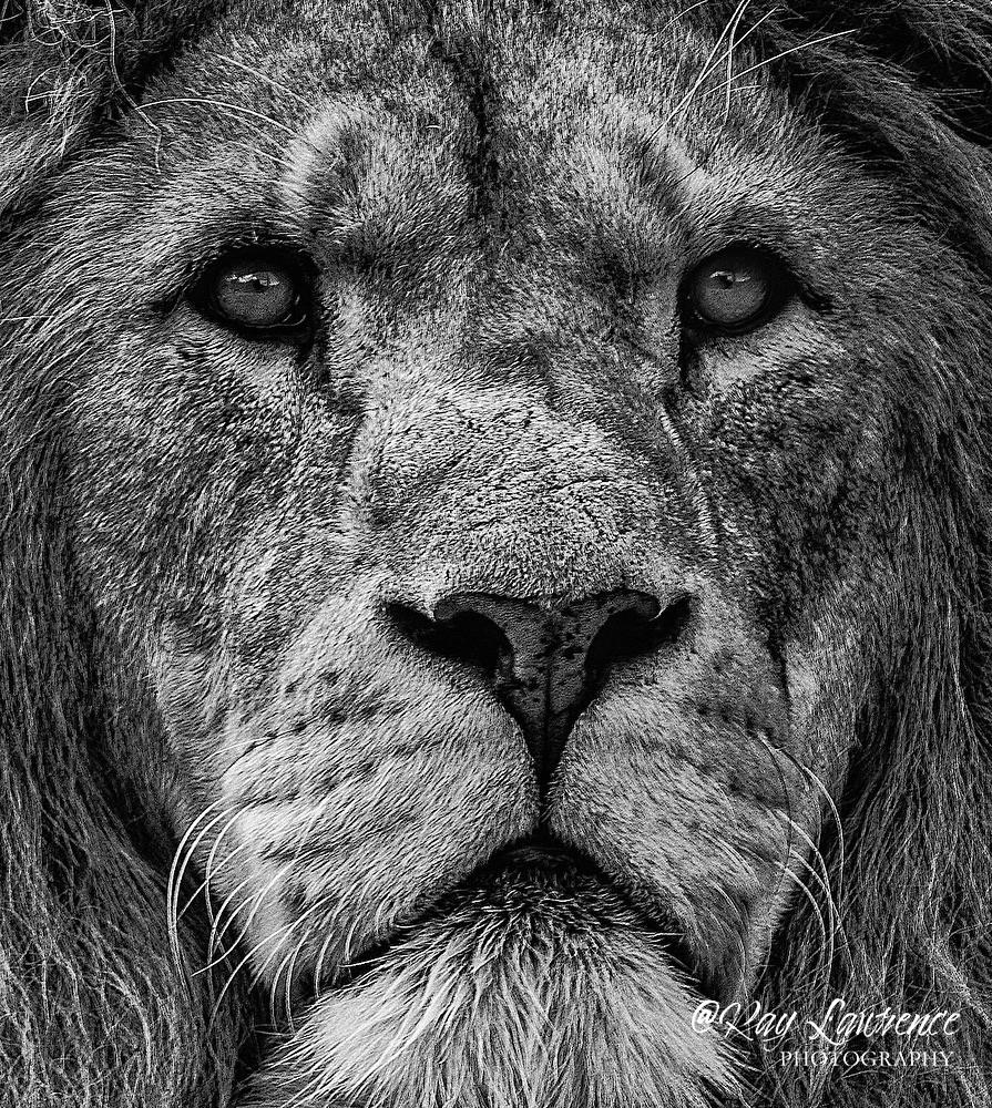 Who Blinks First -_M8D9743c - Wildlife - Other