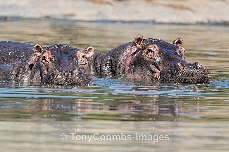 Hippo - Mara North ~ Other Mammals