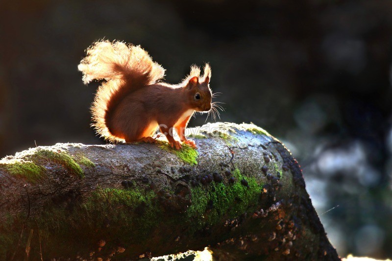 Red Squirrel 1 - Red Squirrel