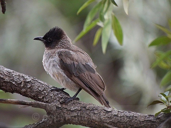 Black-eyed Bulbul - SA - BIRDS & INSECTS