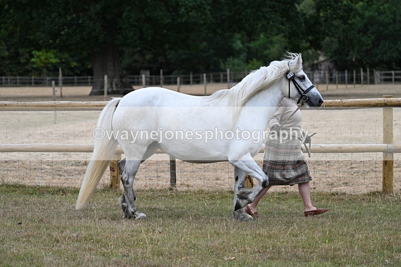 WJ7_8705 - Class 4a Prettiest Mare 14.2hh and over