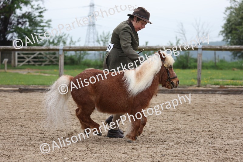 20260504-0497 - Class 4 - Minitures and Shetlands