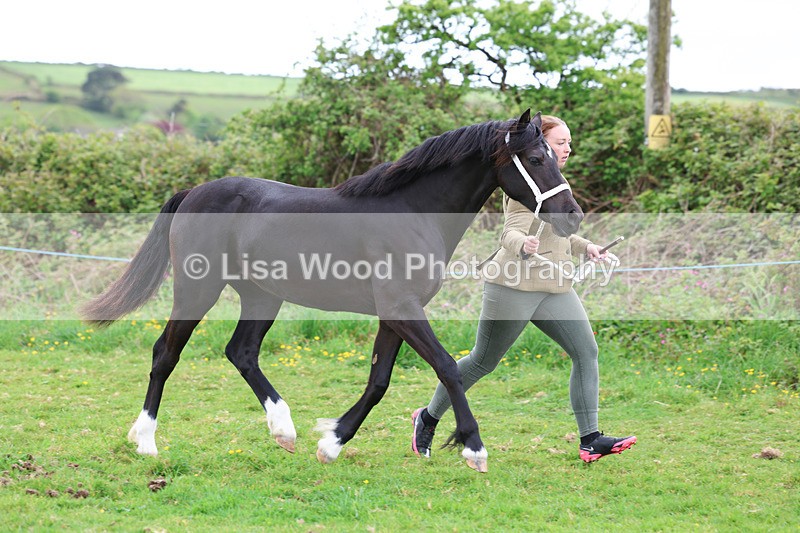 3E7A0803 - In Hand Championship