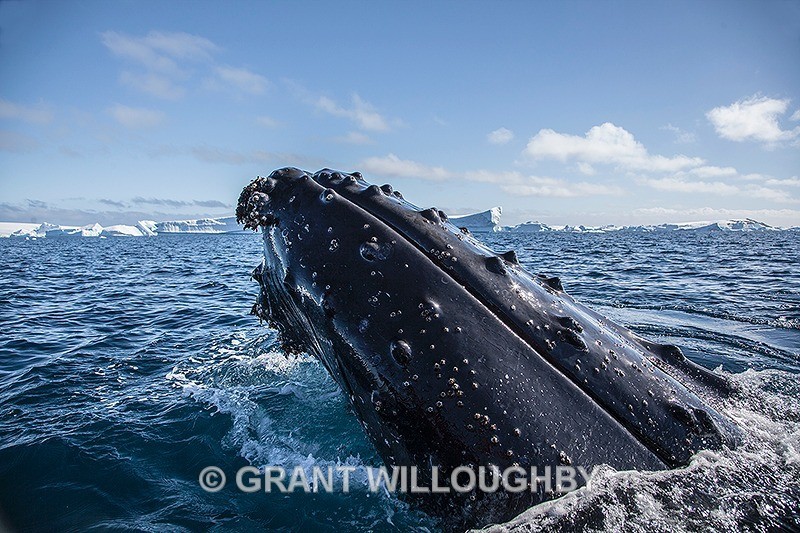 I'm going to need a wider lens - Antartica