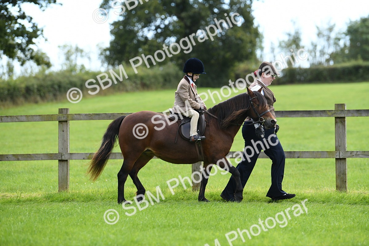 SBM_42450 - S20 - Lead Rein Mountain & Moorland Pony