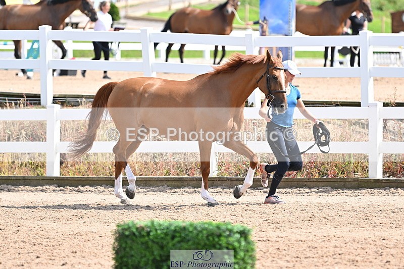 240717A-154049-02973 - Trot Up 3pm to 4pm