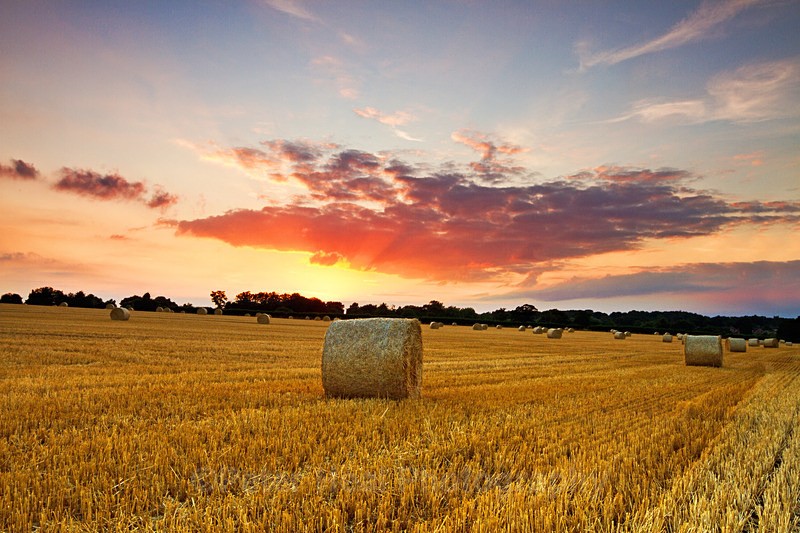 IMG_2250_ Field Of Gold - Landscapes
