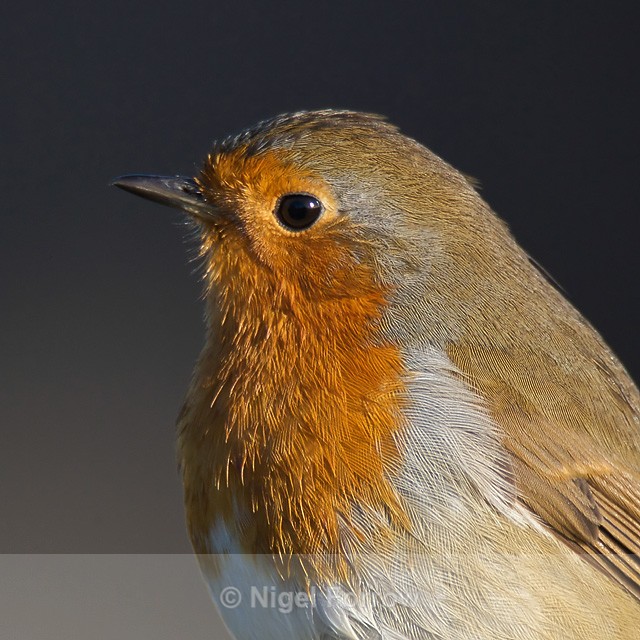 Robin close view, Otmoor RSPB, Oxfordshire - Robin