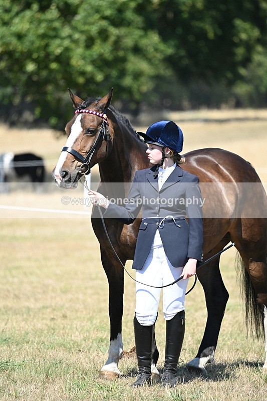 WJ6_8686 - Class 37b Best Loan Pony In-hand