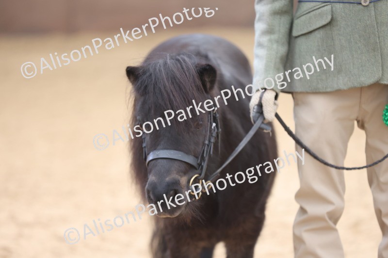 20251109-0358 - Class 13 - Mares 4 Years and Over