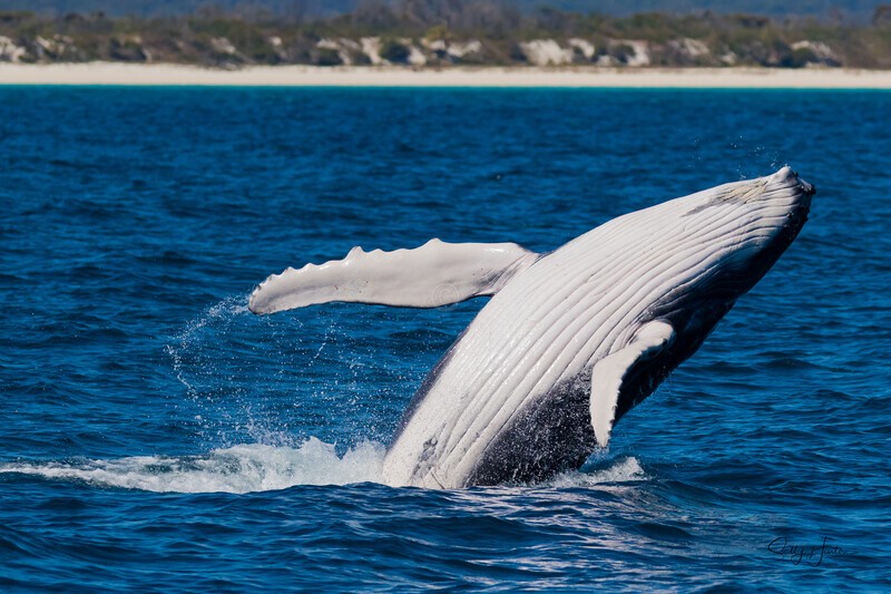 Baby Breach 3 0A3A2116 - Humpback Whales