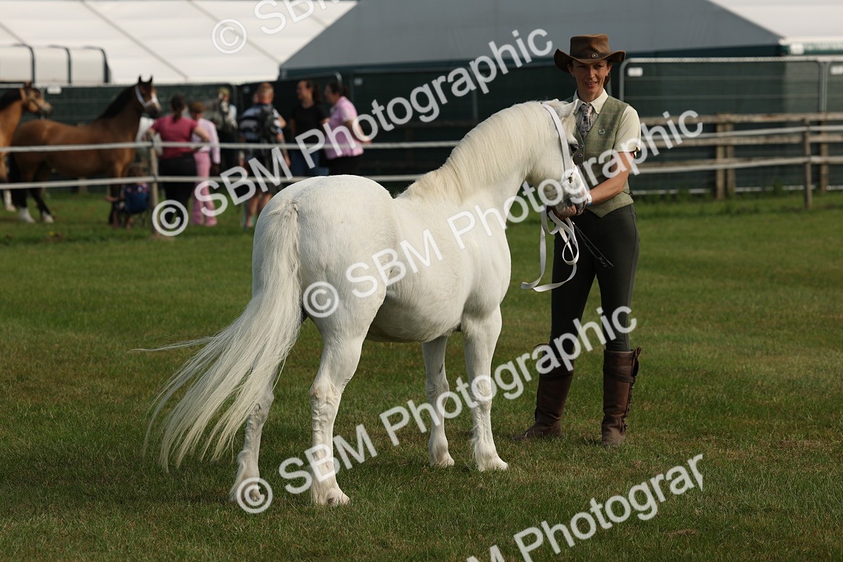 SBM_00580 - Class 6-13 - Mountatin and Moorland In Hand Welsh Breeds