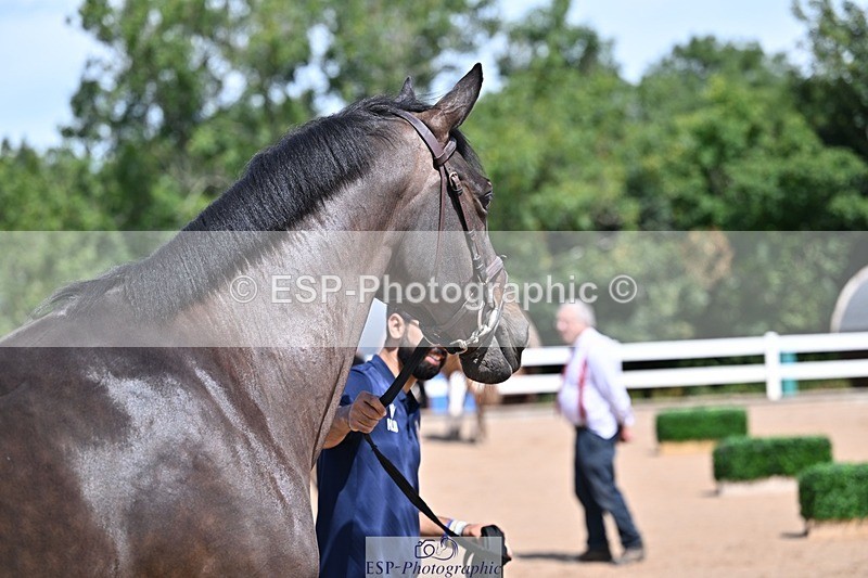 250716-123118-00039 - Trot Up 12.30 to 1.30