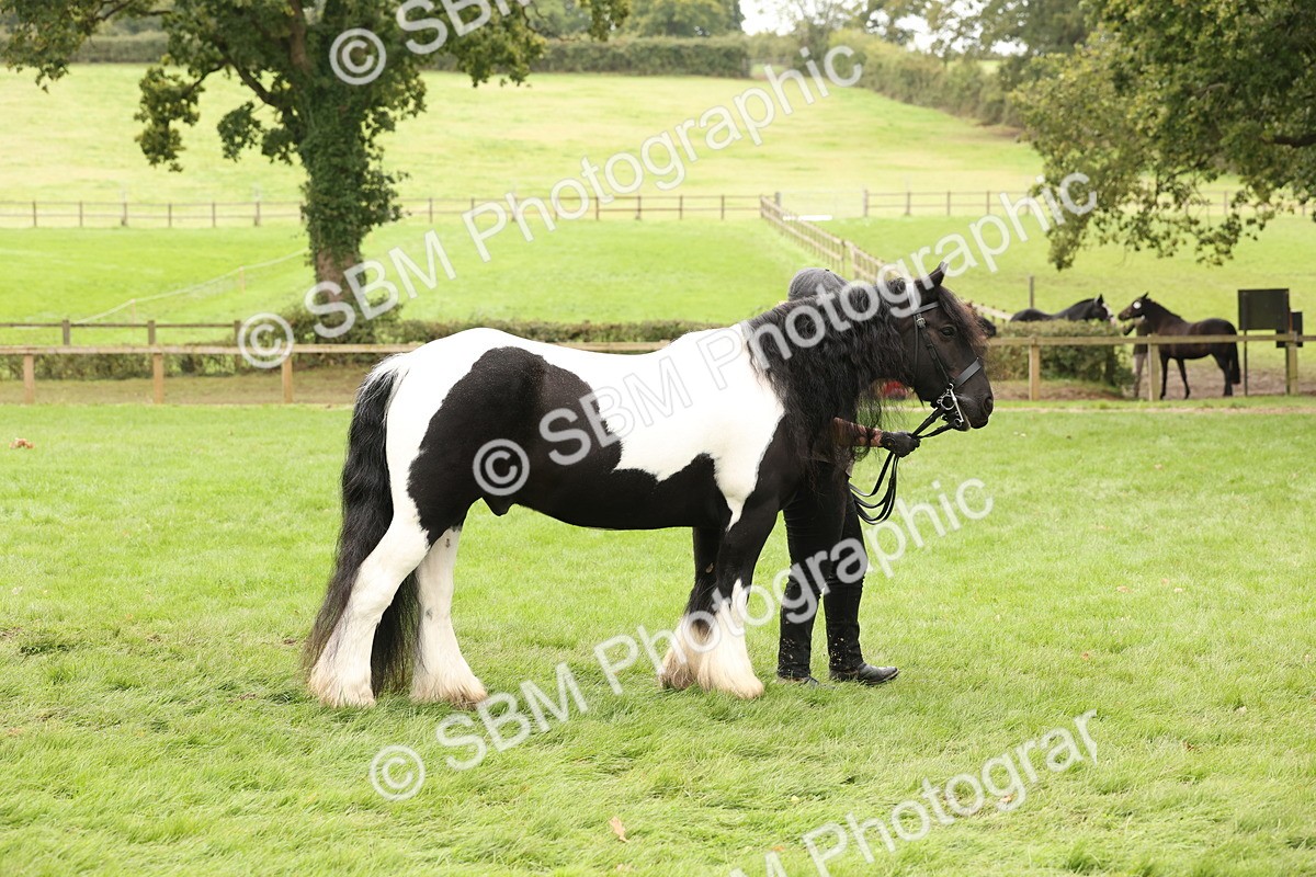 SBM_59252 - S57 - Traditional Cob In Hand