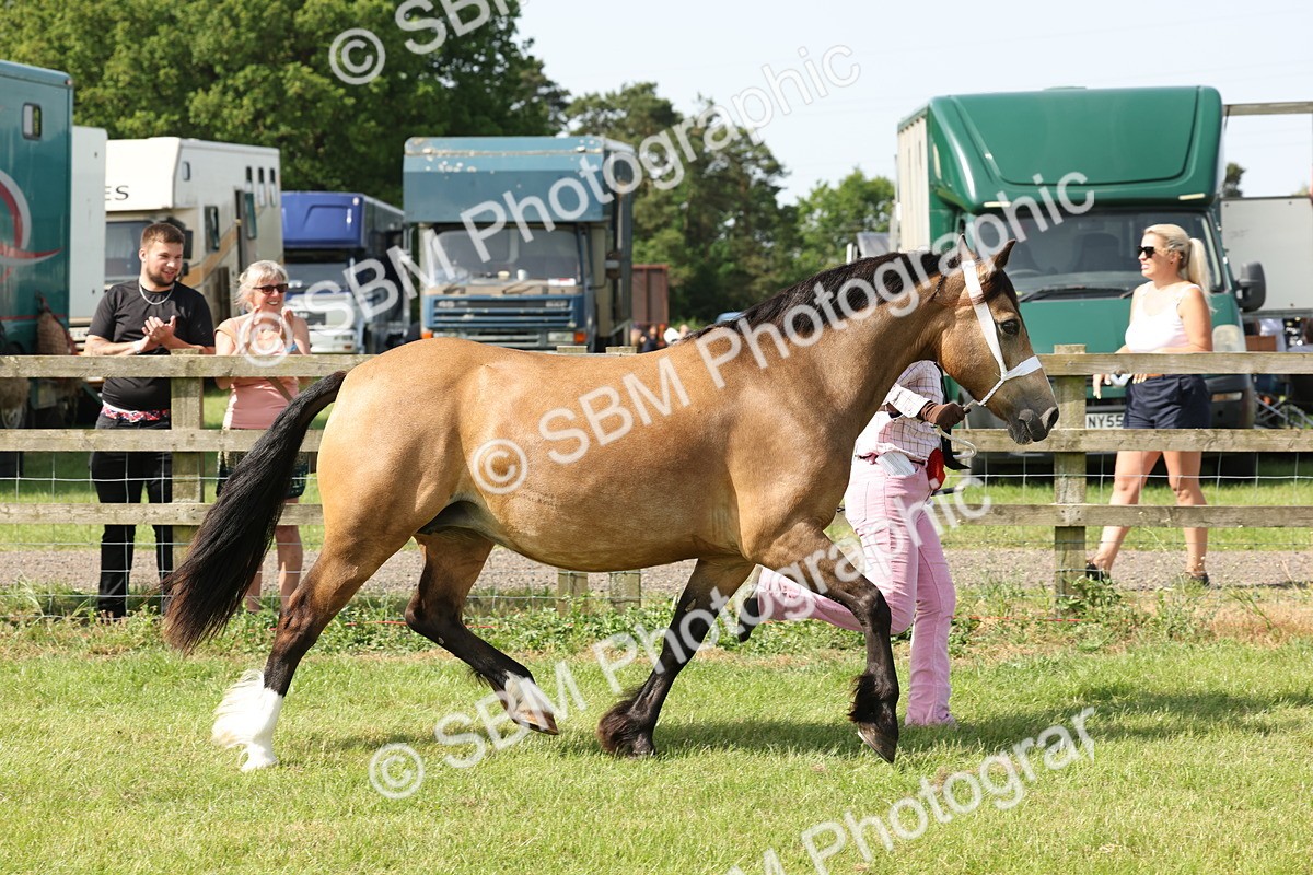 SBM_02189 - Class 6-13 - Mountatin and Moorland In Hand Welsh Breeds
