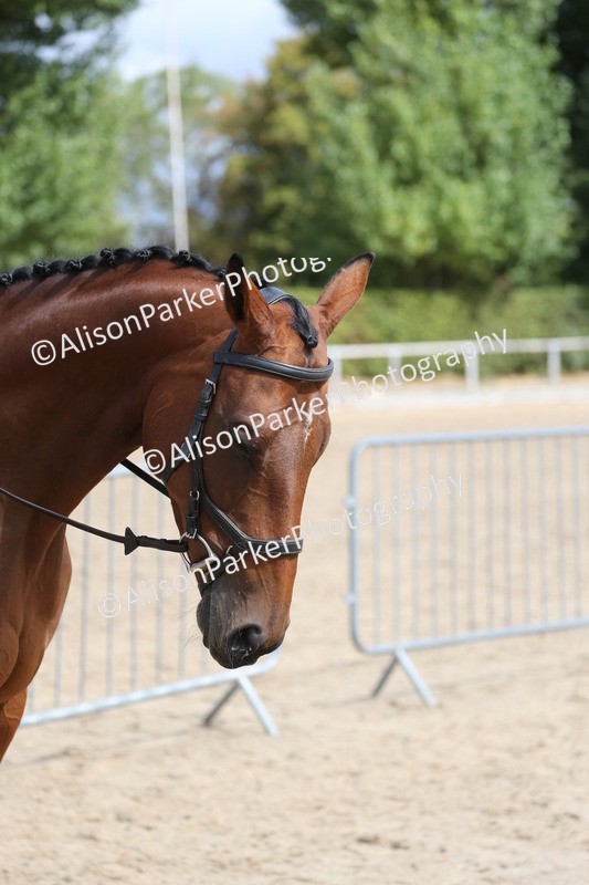 20260831-2663 - Class 15 - Ridden Retraining of Racehorses