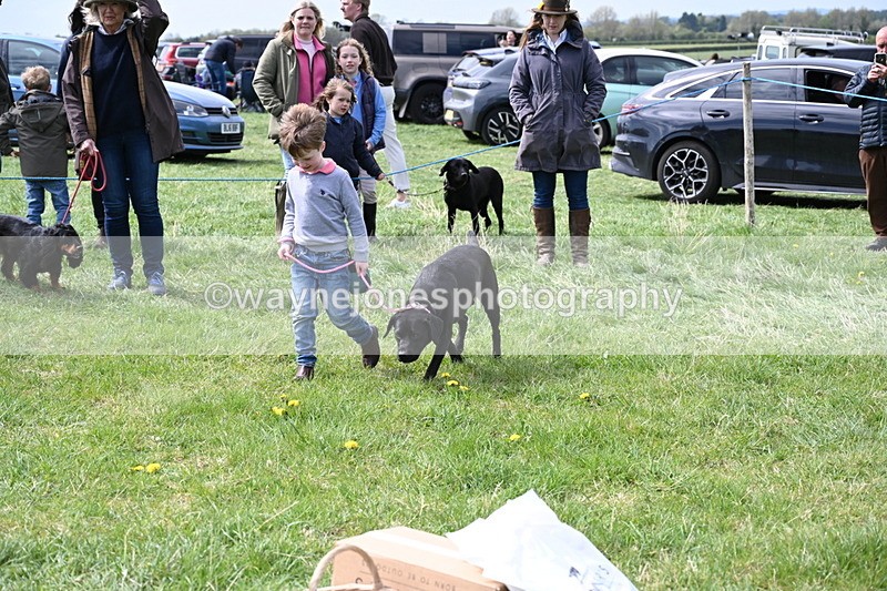 WJ6_8987 - Class 8 Best Working / Gun Dog or Bitch