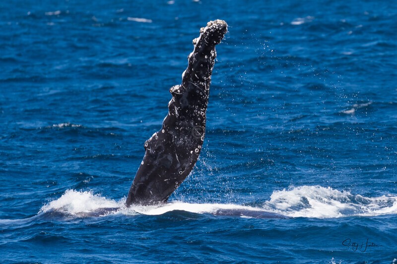 Pectal Wave 4 0A3A4033 - Humpback Whales